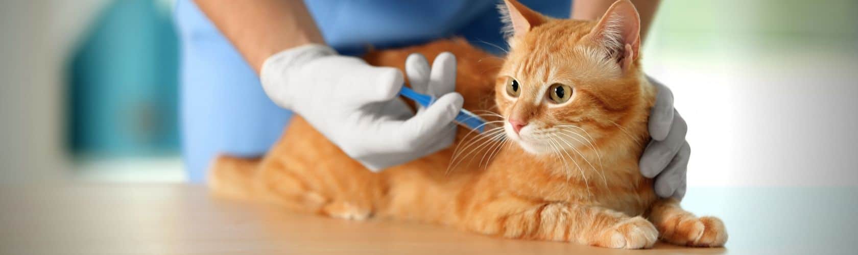 Artes - Blog curto - Dr. Patas 24.03 cirurgia em gatos vila mariana