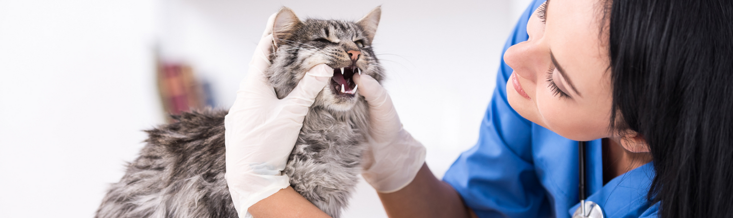 veterinário-especialista-em-gatos-no-paraíso