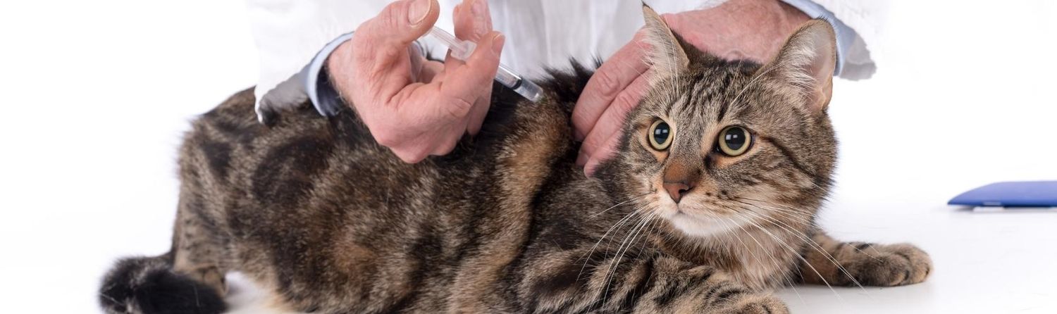 saiba-a-importância-da-vacina-em-gatos