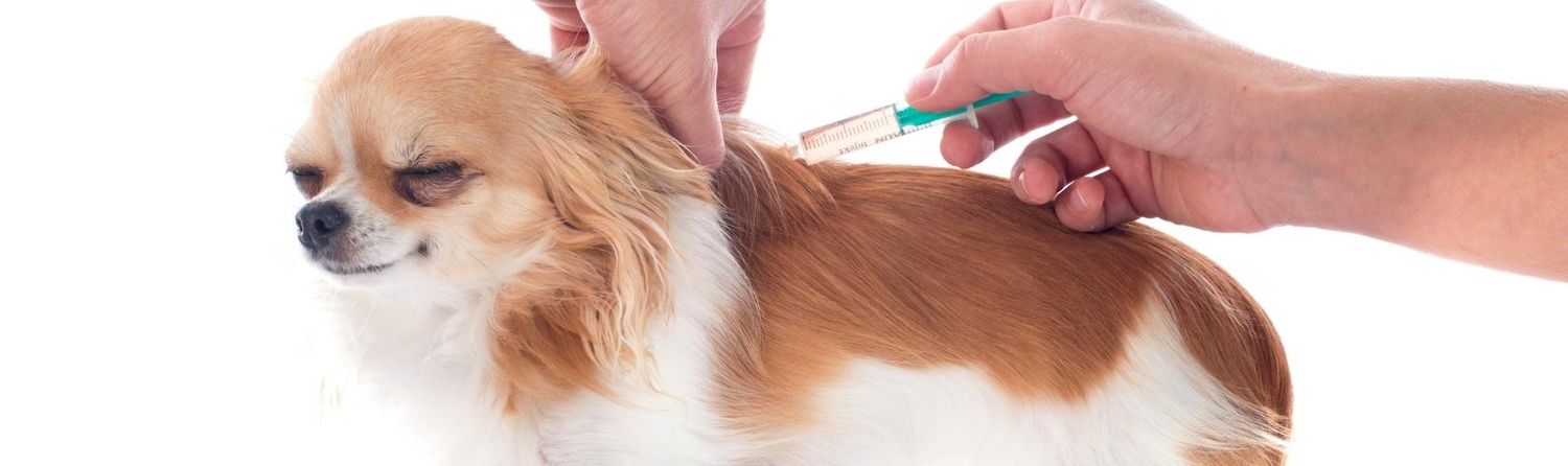 vacina-para-cachorros-na-vila-mariana