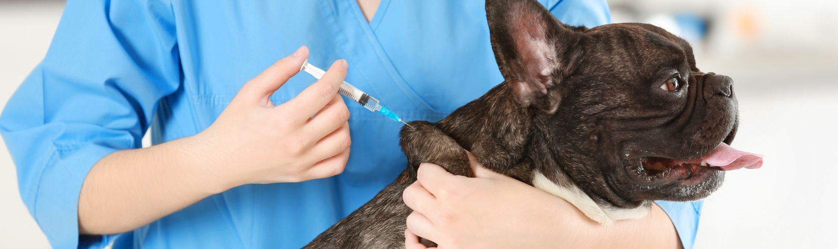 vacina-para-cachorros-no-jardins
