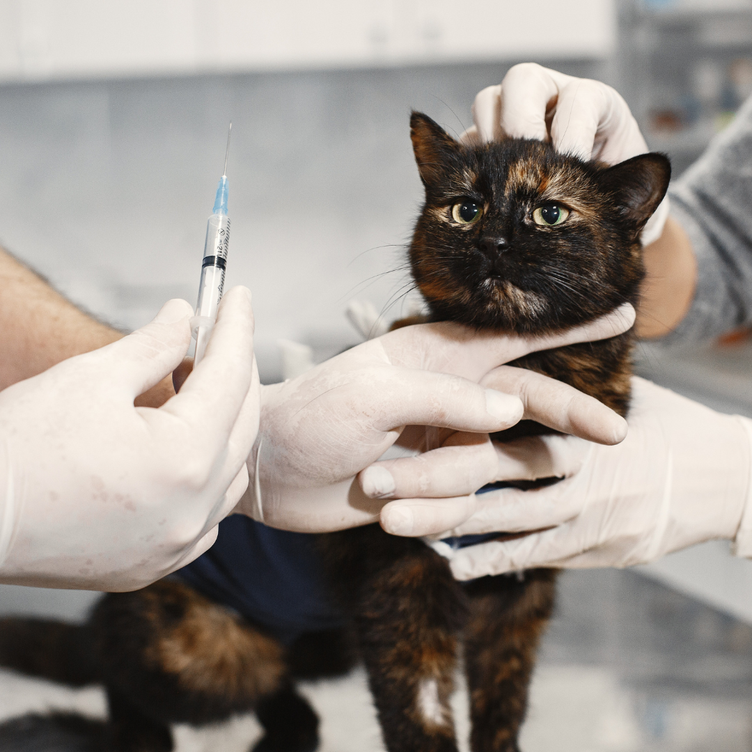 lp vacina para gatos são paulo paraíso 1