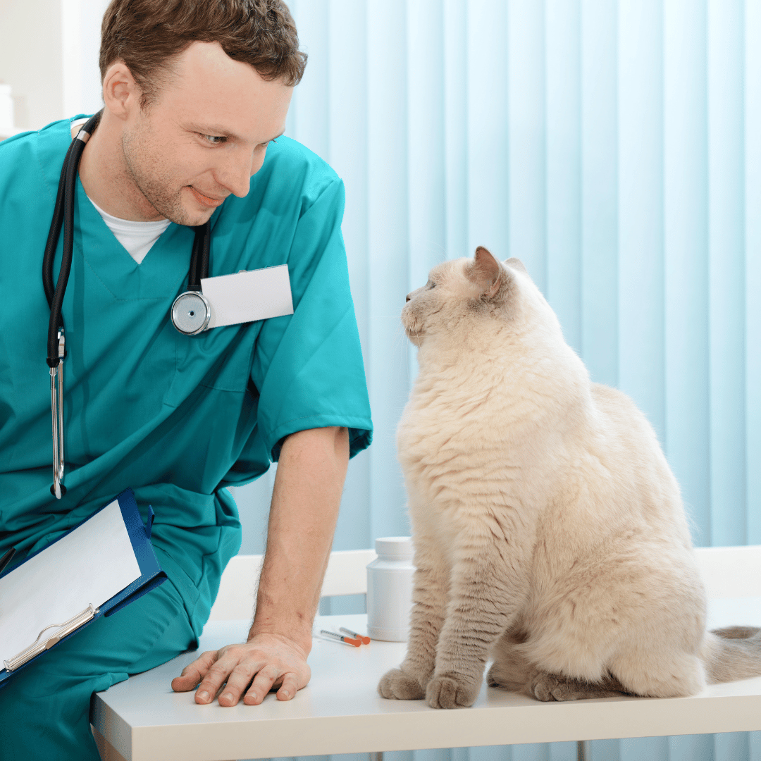 lp veterinário especialista em gatos são paulo paraíso 1