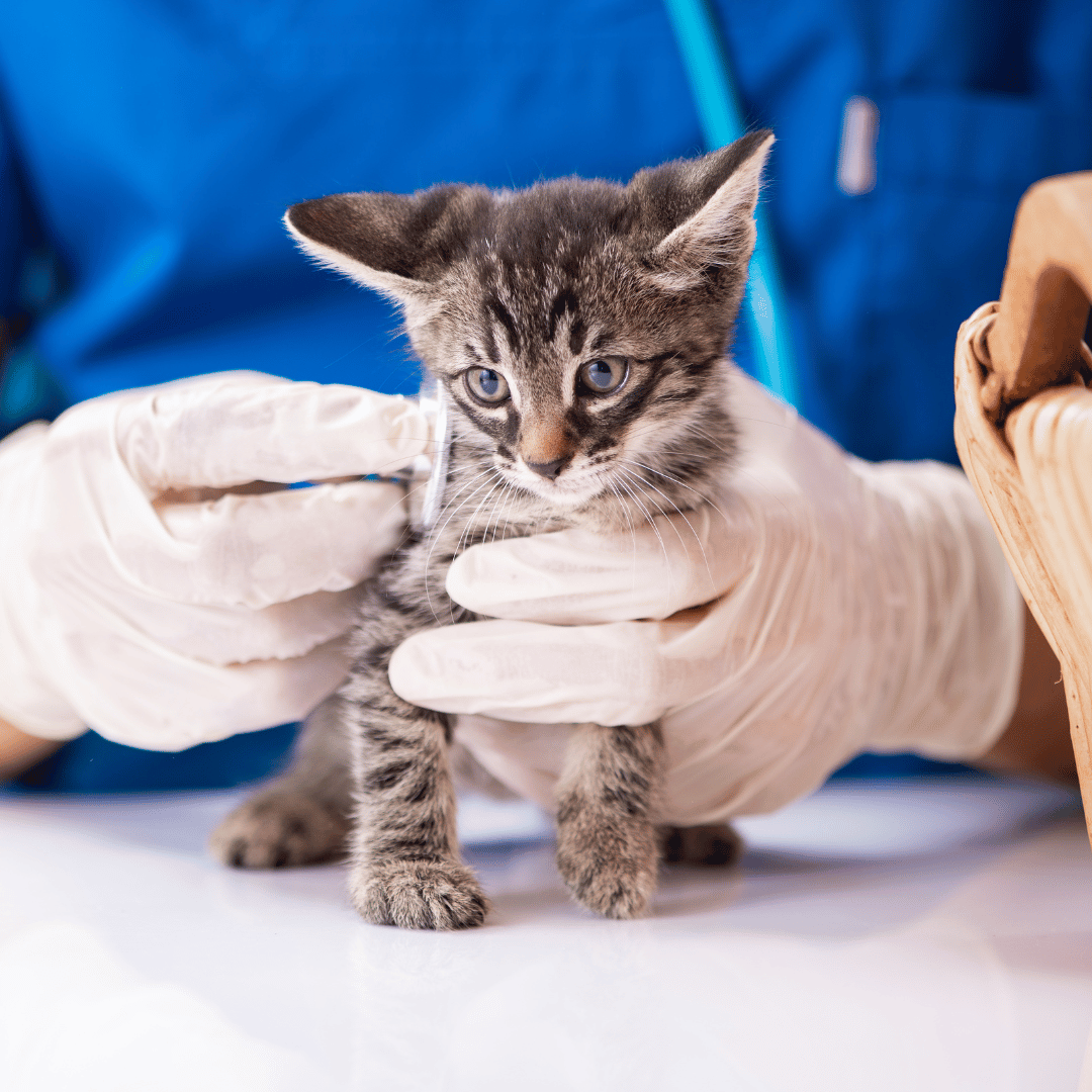 lp veterinário especialista em gatos são paulo paraíso 2