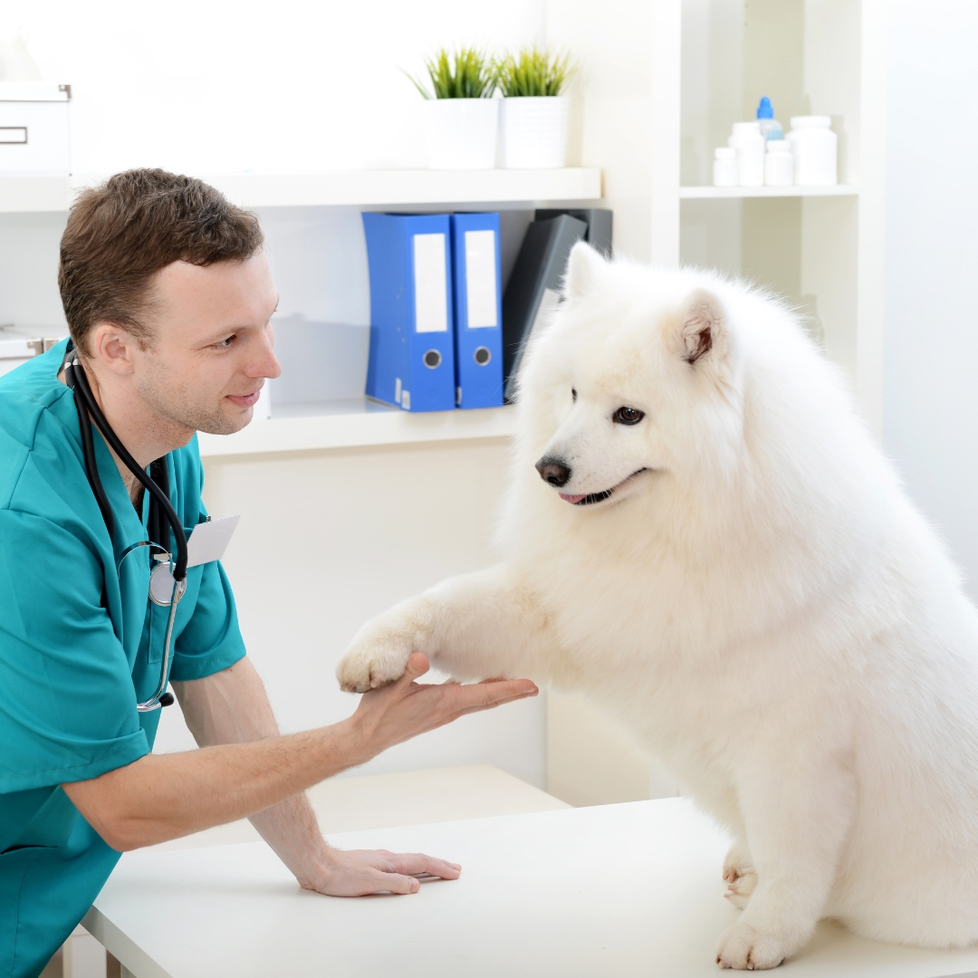 veterinario-ortopedista-dr-patas-2