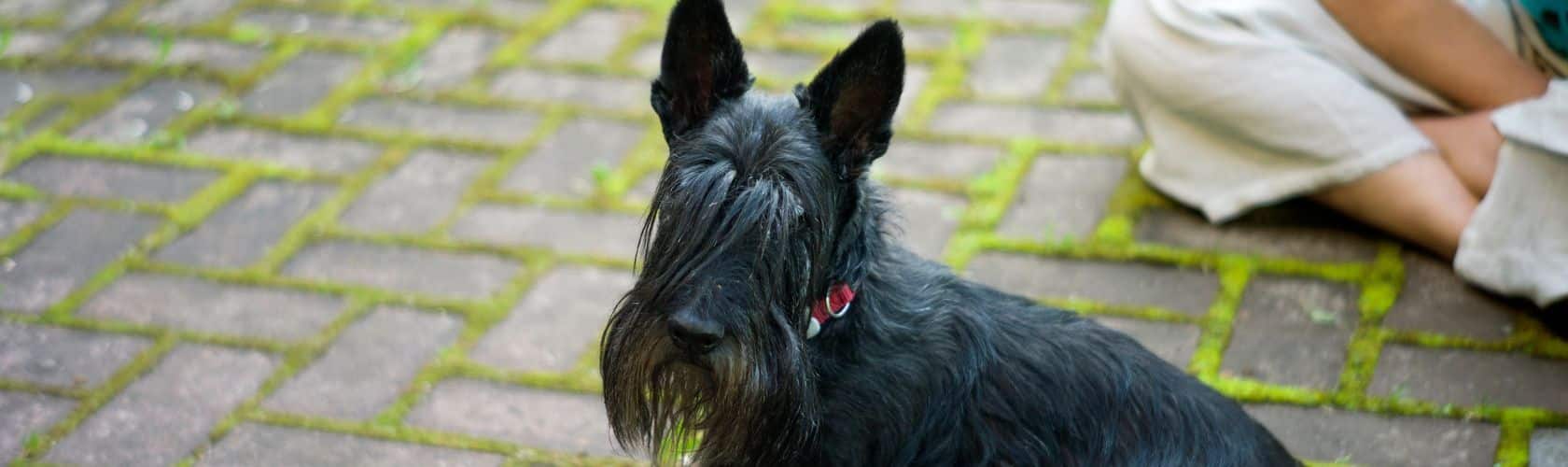 blog creche para Scottish Terrier 06_06 (1)