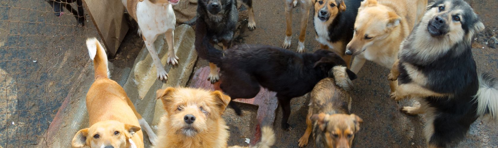 15_08 Entenda porque deixar seu pet na creche e não SOZINHO