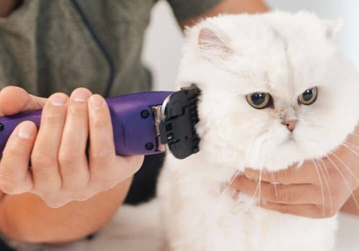 0304 como é o grooming do gato persa