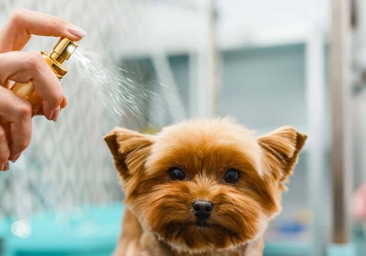 05_12 perfume pra cachorro é recomendado