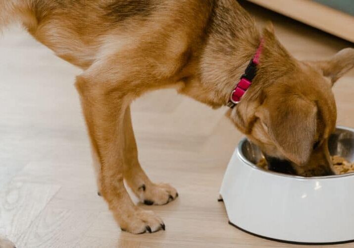 07_12 melhores horarios para seu pet comer