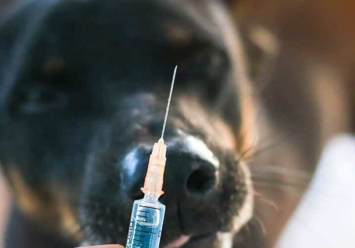10_07 blog O que acontece se eu não vacinar o meu cachorro