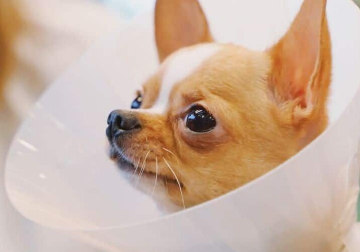 12_12 por que meu pet precisa usar cone
