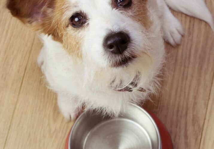 26_07 Como fazer seu cão não pedir comida