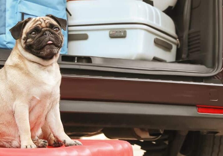 28_12 por que meu cachorro se agita com malas