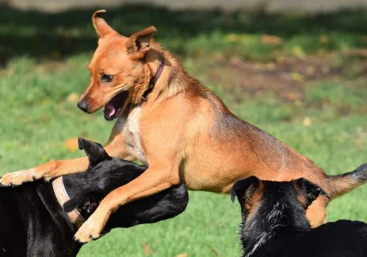 Artes Blog Dog's Play 30.03