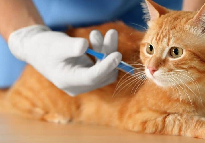 Artes - Blog curto - Dr. Patas 24.03 cirurgia em gatos vila mariana