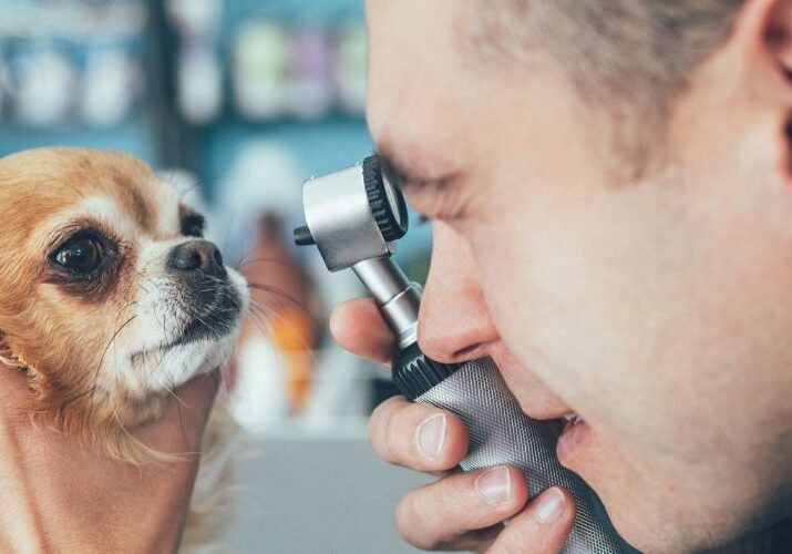 Artes - Blog curto - Dr. Patas cirurgia em cachorros vila mariana