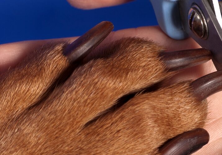 a-importancia-do-corte-das-unhas-de-pet