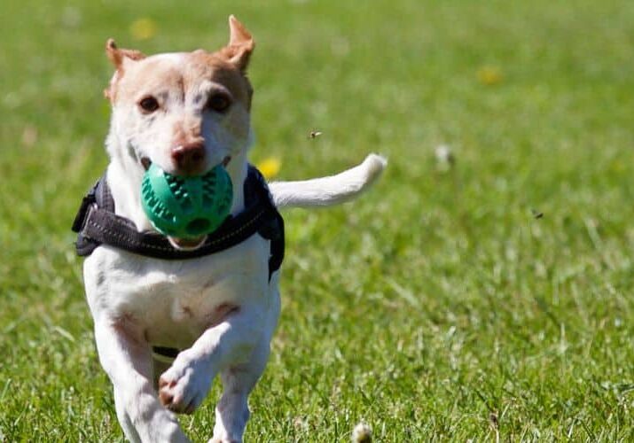 arte blog dogs play cachorrodromo ou daycare