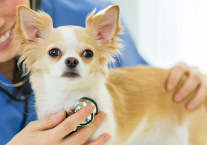 cachorro-com-tosse-quando-levar-no-veterinario
