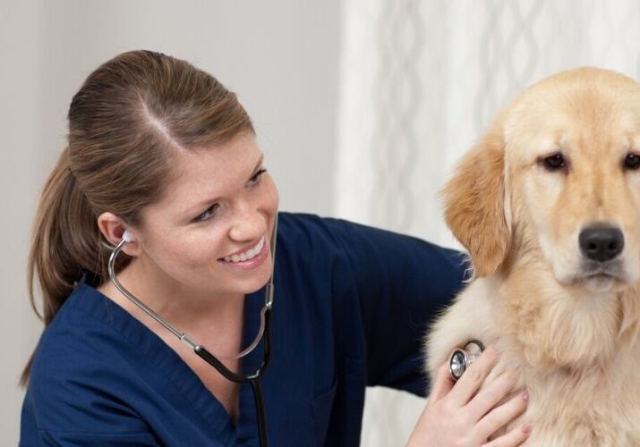 cirurgia-cachorros-no-paraiso-blog-dogsplay
