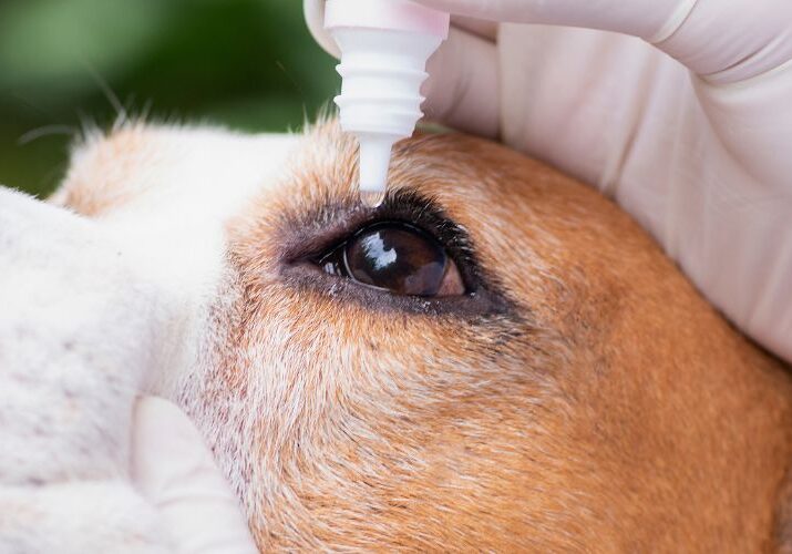 cirurgia-oftalmologica-para-pet