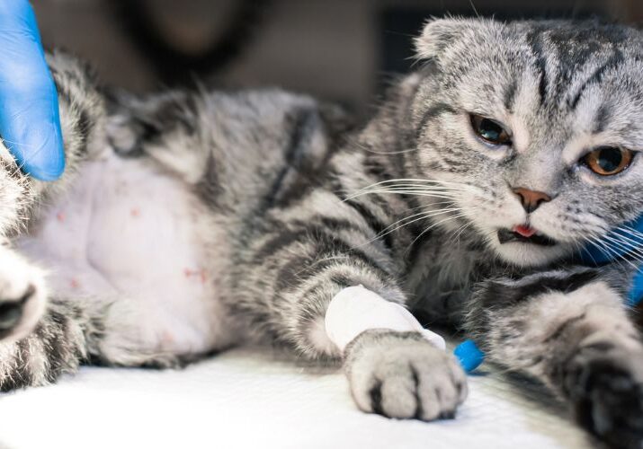 cirurgia-ortopedica-para-pet