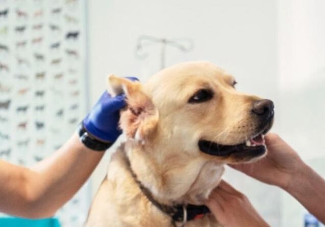 clinica-veterinaria-na-vila-mariana
