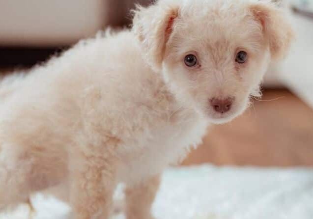 como-ensinar-meu-cachorro-a-fazer-xixi-no-tapete-higienico
