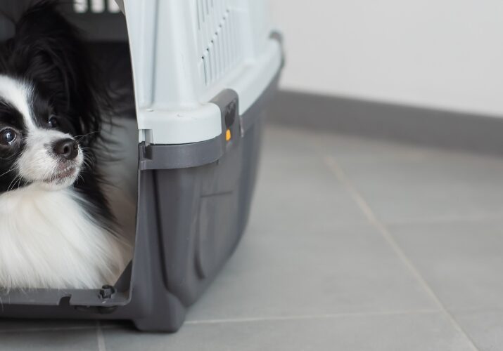 como-treinar-seu-pet-a-entrar-na-caixa-de-transporte