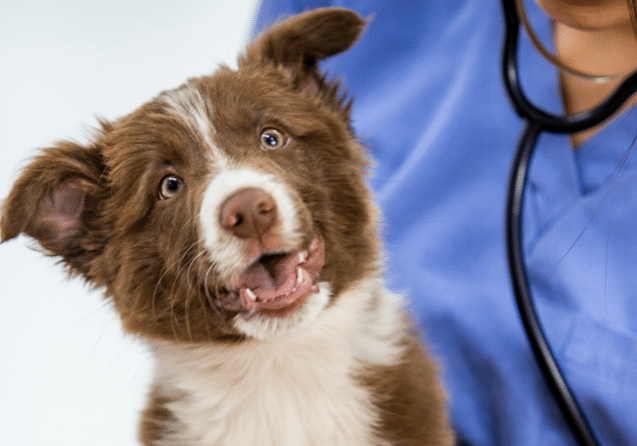 consulta-veterinária-na-vila-mariana