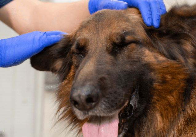 consulta-veterinária-no-paraíso