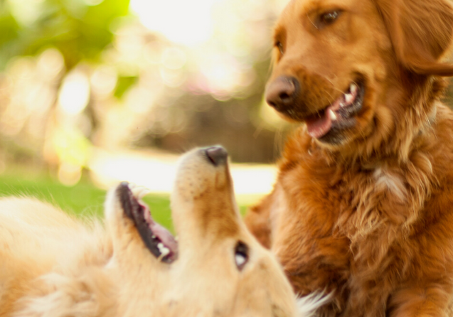 creche-canina
