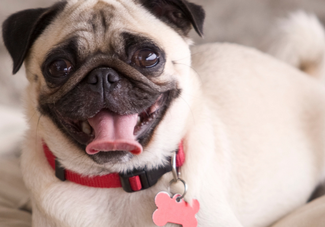 creche-para-pug-saiba-as-vantagens
