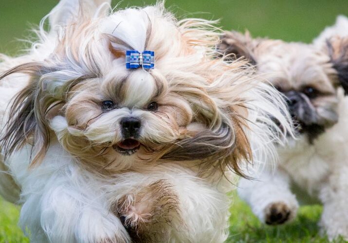 creche para shih tzu - blog 1603