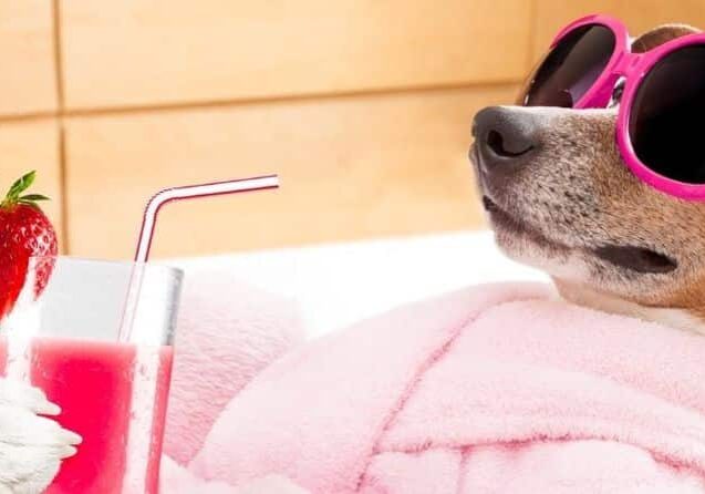 hotel-para-cachorro
