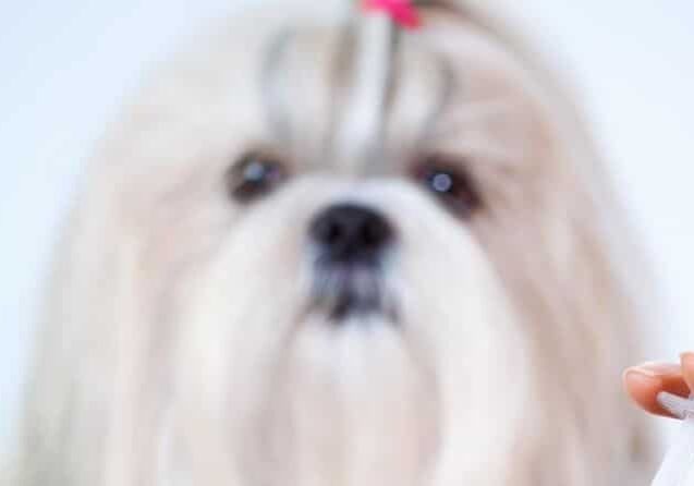 quais-vacinas-dar-para-o-meu-cachorro