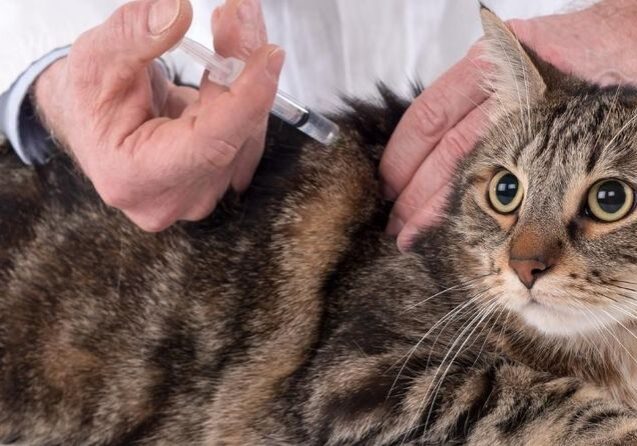 saiba-a-importância-da-vacina-em-gatos