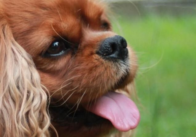 saiba-como-e-a-tosa-do-cavalier