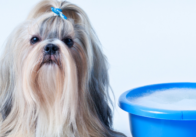 saiba-como-é-a-tosa-do-shih-tzu