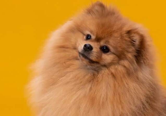 saiba-como-e-a-tosa-do-spitz-lulu-da-pomerania