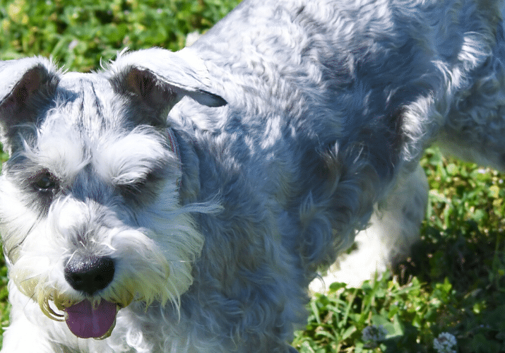 tosa do schnauzer- blog 2803