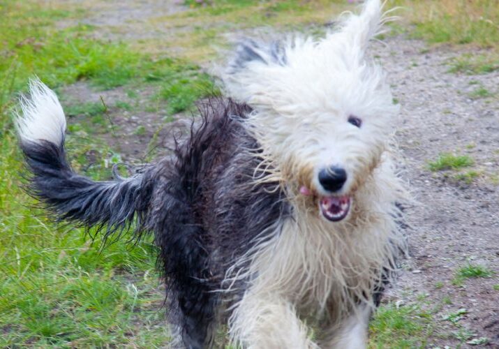 tosa old english sheepdog