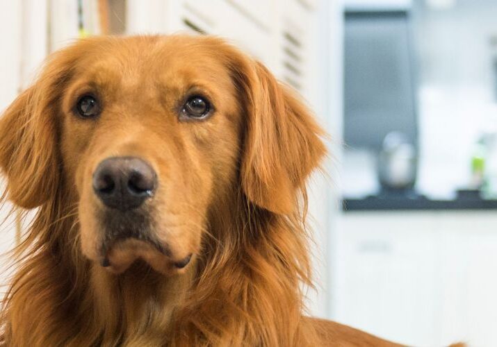 trimming golden - blog curto 17_03