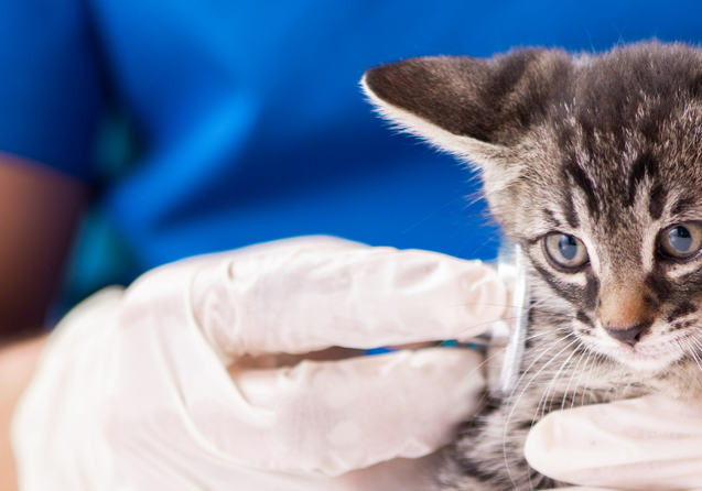 veterinário-especialista-em-gatos-na-vila-mariana
