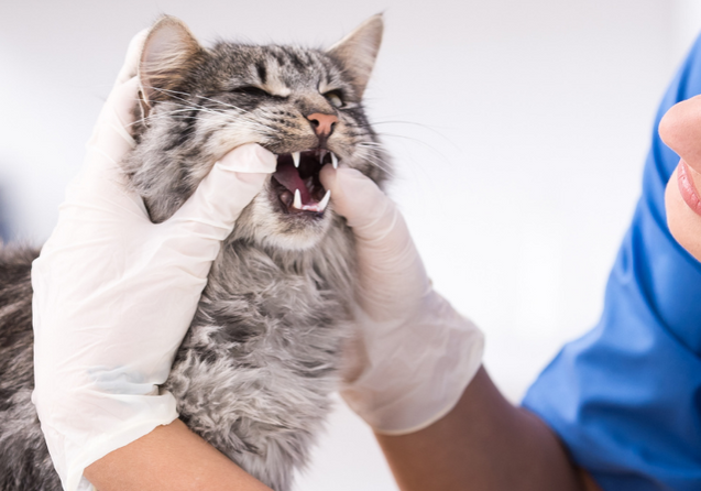 veterinário-especialista-em-gatos-no-paraíso